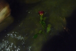 Приливным течением принесло розу. Такие розы днем продают на площади