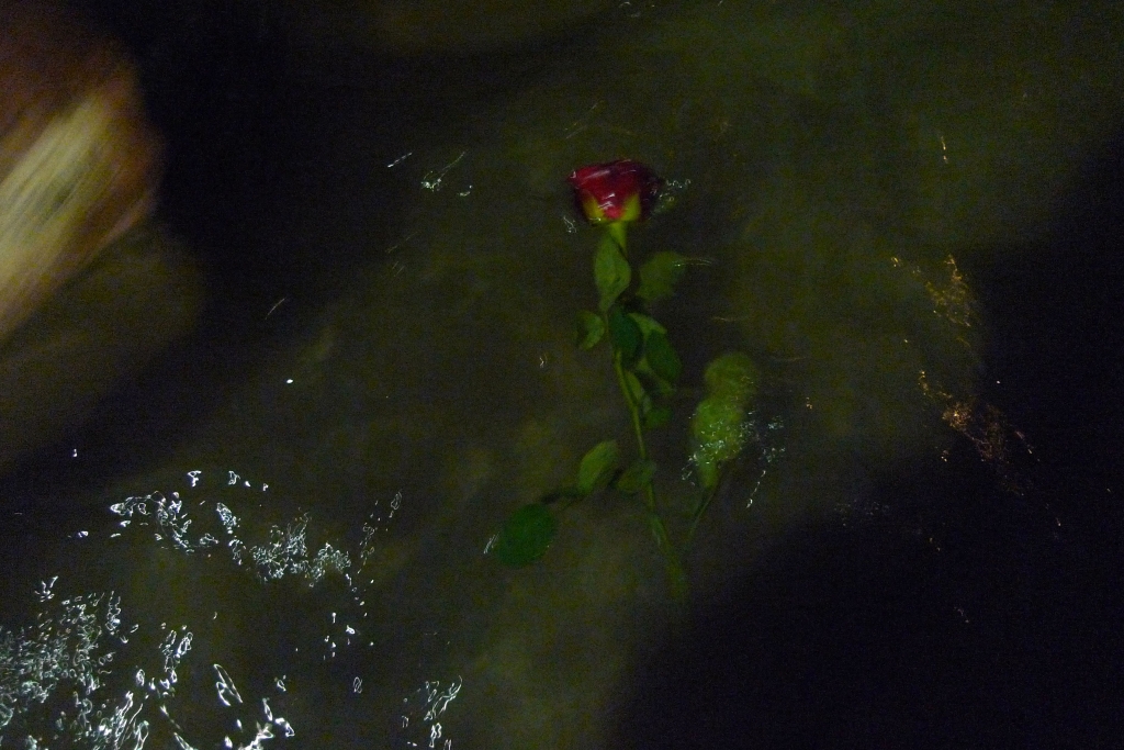 Приливным течением принесло розу. Такие розы днем продают