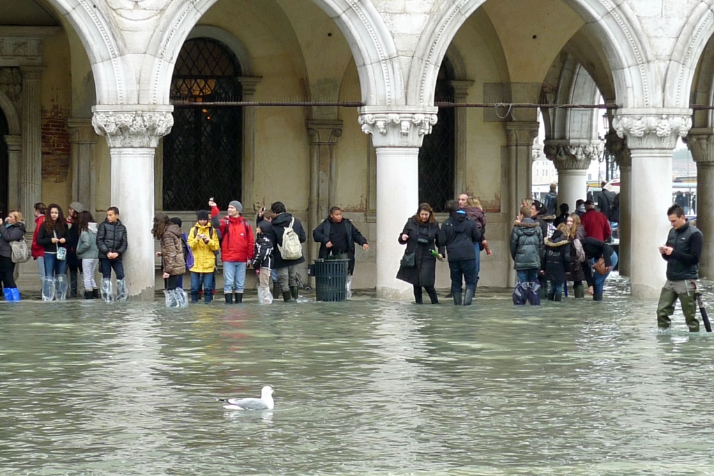 В высокую воду на площади хозяйничают не голуби,